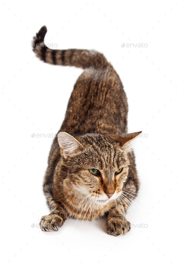 Angry Tabby Cat In Defensive Position Stock Photo By Goodfocused